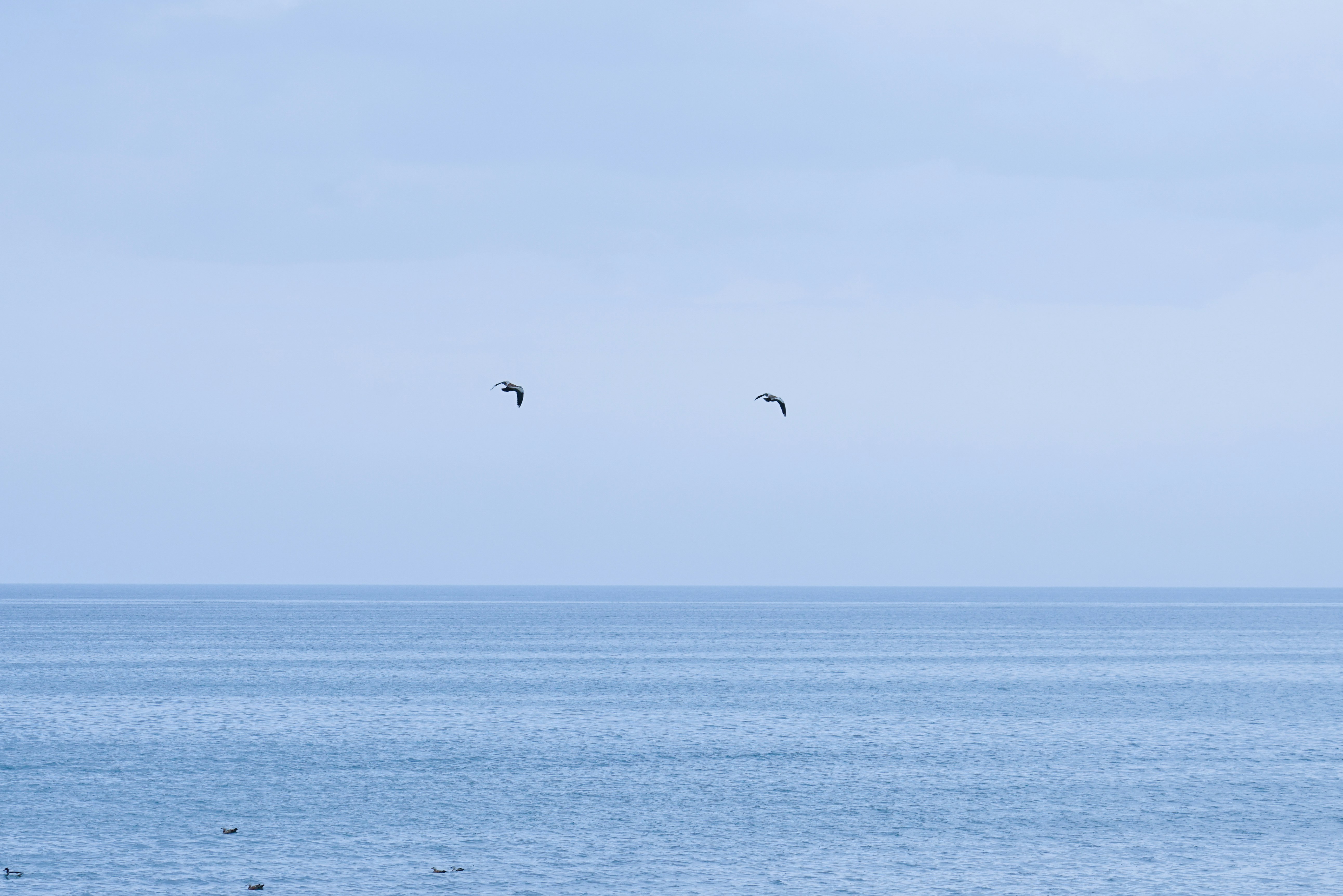 bird flying over the sea during daytime